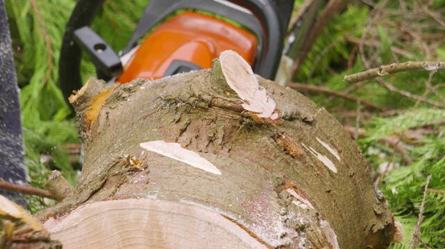 Forestry Lumberjack Worker Placing Wood Log on Floor After Cutting with Chainsaw Ready to Season and Burn to Keep Warm During Winter Time 4K