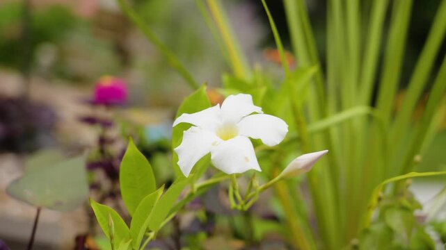 White petals on a Dipladenia flower.