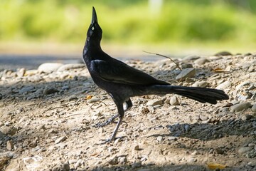 Great-tailed grackle, Quiscalus mexicanus