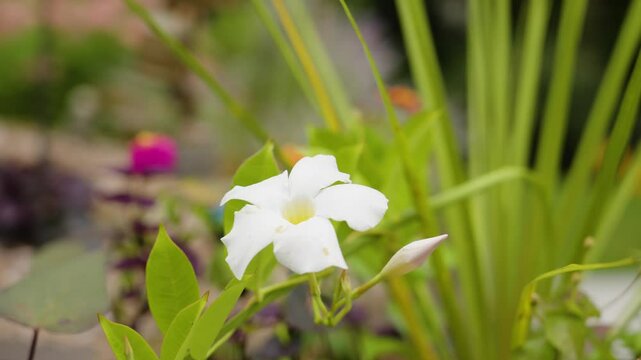 Shaky handheld footage of a Home garden Dipladenia plant.
