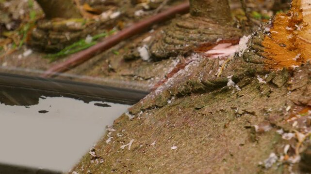 Close Up View of Chainsaw Cutting into Thick Felled Tree with Sawdust Flying Around in Slow Motion as Saw Cuts Deep as Lumberjack Clears Area of Forest 4K