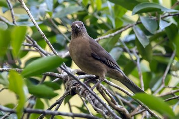 Clay-colored thrush, Turdus grayi