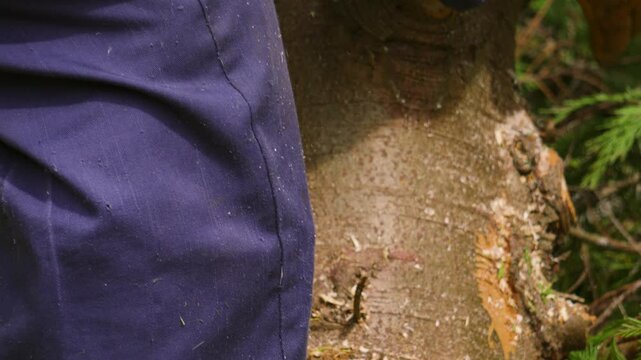 Lumberjack Forestry Worker with Protective Gloves Moving Heavy Logs Freshly Cut by Chainsaw with Branches Removed Ready to Burn During Cold Winter Season 4K