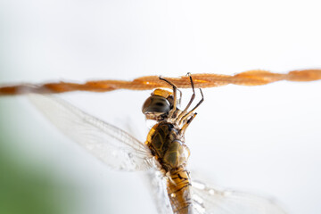 libélula aferrada con sus patas colgando de una cuerda mientras llueve y corre aire