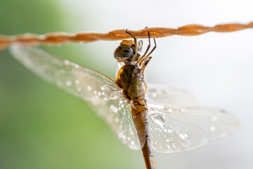 libélula aferrada con sus patas colgando de una cuerda mientras llueve y corre aire