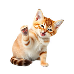 Obraz premium Beautiful cute playing abyssinian cat with ultra layer