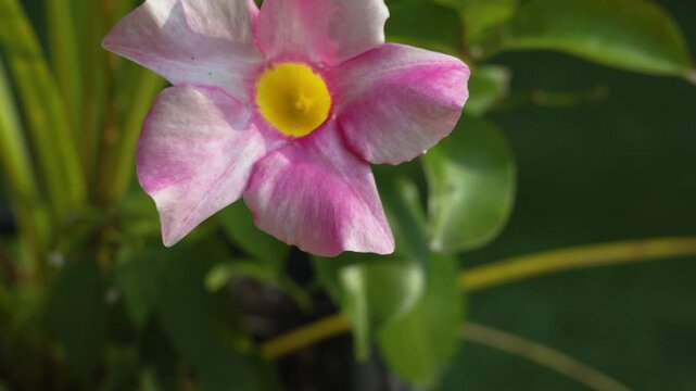 Focusing in on the flower in frame in close up.