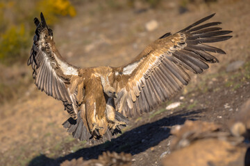 Griffon vulture flying and landing