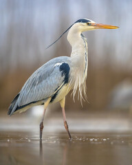 Grey heron hunting stationary in lake
