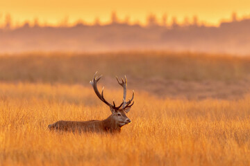 Male red deer displaying at sunset  in natural habitat on Veluwe