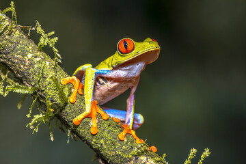 Naklejka premium Red eyed leaf Frog on brach in tropical forest