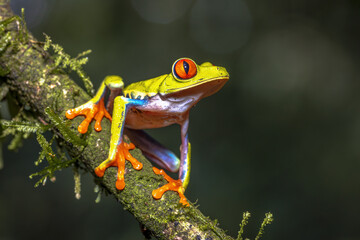 Red eyed leaf Frog on brach in tropical forest