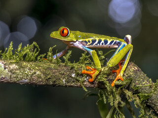 Red eyed leaf Frog on brach in tropical forest