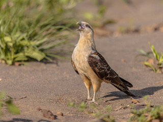 Yellow headed caracara bird of prey