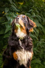 Bernersennenhund