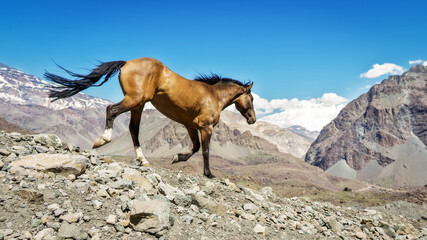Caballo en la monta&ntilde;a