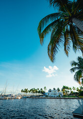 Naklejka premium tropical island with palm trees coconut grove miami 