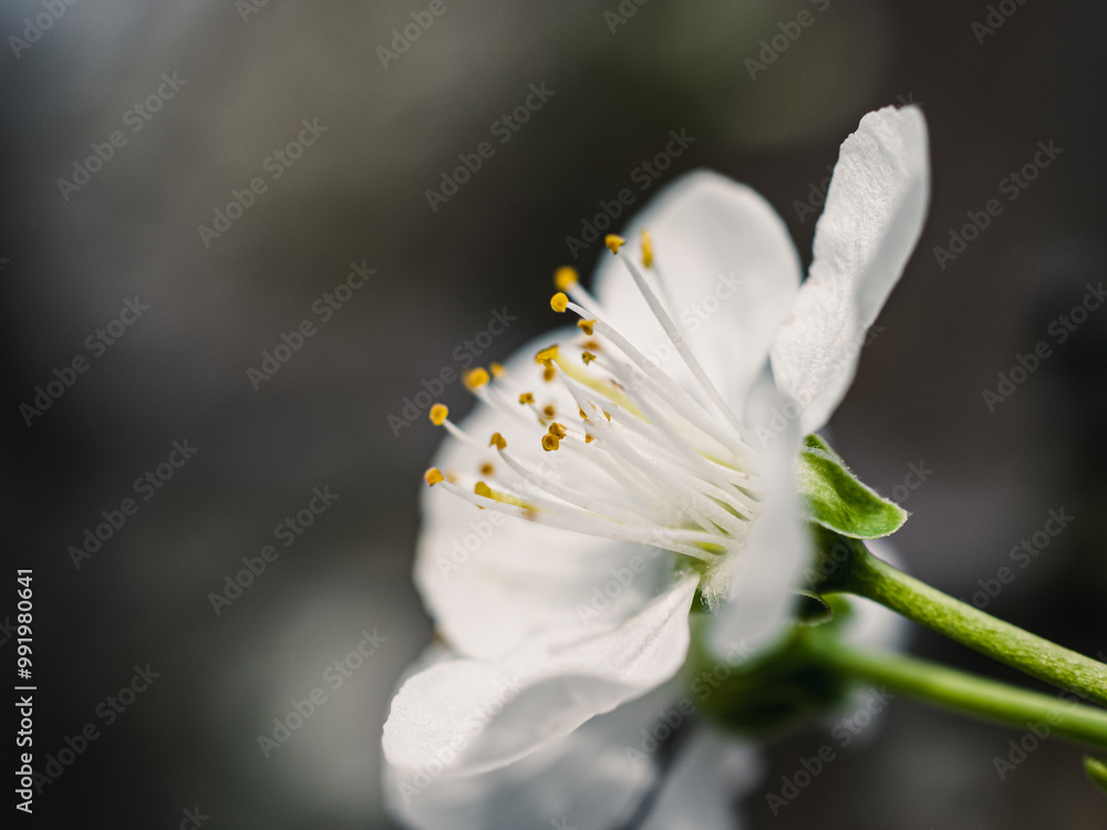 Poster Spring blossom