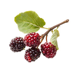  Multiple Fruits - Mulberry. A cluster of Mulberries on a small branch, isolated on transparent backdrop.