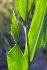 close up of corn leaves plant with sunset light