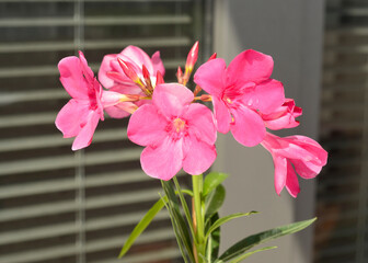 Nerium oleander or rosebay young plant flowering with red flowers close up detail