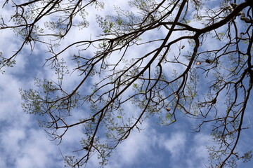 A branch of a tall tree against the blue sky.