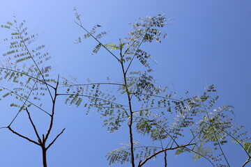 A branch of a tall tree against the blue sky.