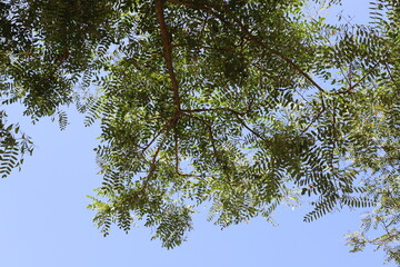 A branch of a tall tree against the blue sky.