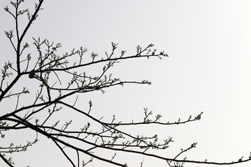 A branch of a tall tree against the blue sky.
