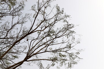A branch of a tall tree against the blue sky.