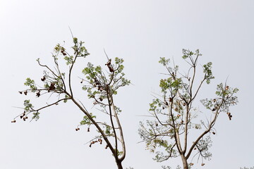 A branch of a tall tree against the blue sky.