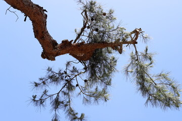 A branch of a tall tree against the blue sky.