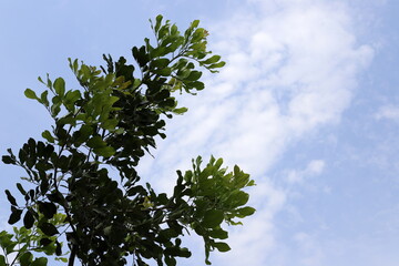 A branch of a tall tree against the blue sky.