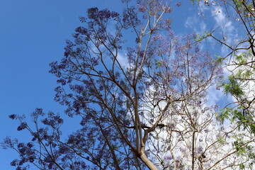 A branch of a tall tree against the blue sky.