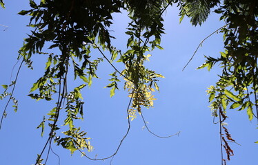 A branch of a tall tree against the blue sky.