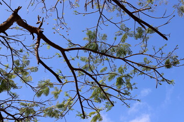 A branch of a tall tree against the blue sky.