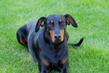 Doberman dog posing in the garden