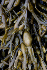 Macrophotography of seaweed texture with air bladders on wet surface