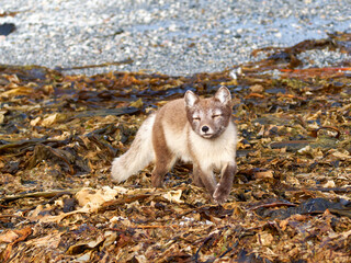 Fototapeta premium Arctic Fox Cub during the Summer, Gnålodden, Hornsund fjord, Spitzbergen, Svalbard