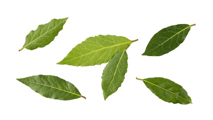 Fresh harvesting green bay leaves isolated on white background. Aromatic spicy ingredient for cuisine.