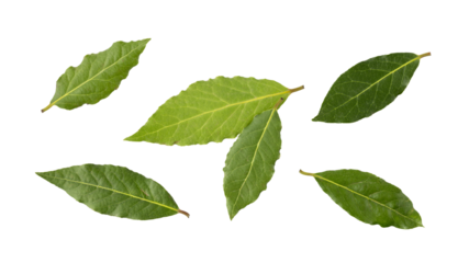 Fresh harvesting green bay leaves isolated on white background. Aromatic spicy ingredient for cuisine.