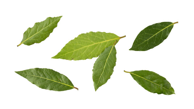 Fresh harvesting green bay leaves isolated on white background. Aromatic spicy ingredient for cuisine.