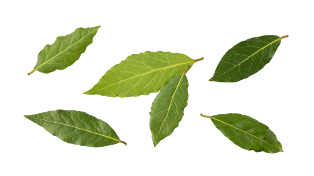 Fresh harvesting green bay leaves isolated on white background. Aromatic spicy ingredient for cuisine.