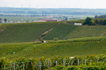 Harvest time on green grand cru vineyards near Oger and Mesnil-sur-Oger, region Champagne, France....