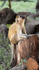 Kenya