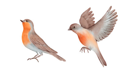 Bird with brown and gray Feathers and orange breast in two Poses. Hand drawn watercolor illustration on a white background. Ideal for nature designs, greeting cards, posters and decorative art.