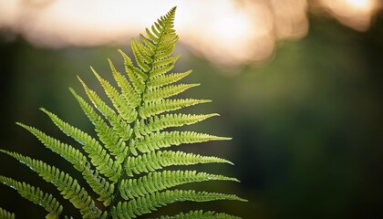 Isolated fern leaf with depth of field capturing delicate fronds and natural elegance