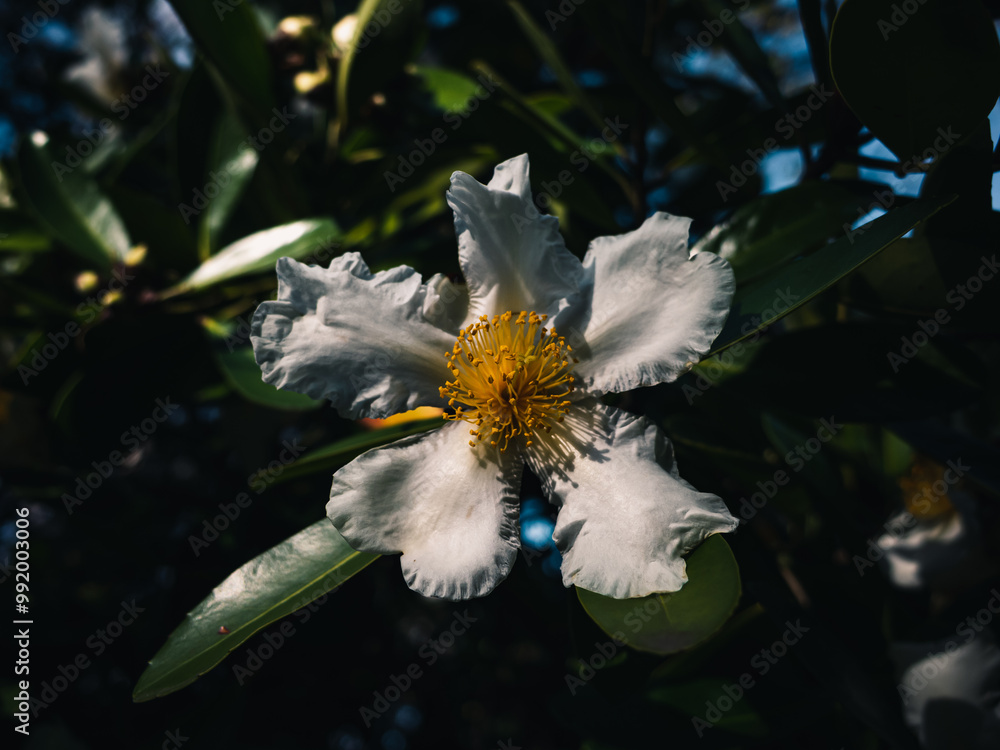 Canvas Prints Camellia flower in the garden