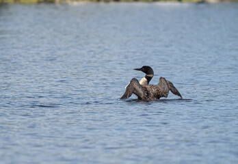 common loon with wings spread out as it swims on a lake