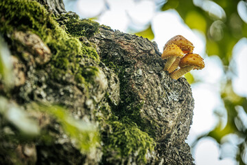 Detailed close-up of small, orange mushrooms sprouting from a moss-covered tree trunk in a forest. The vibrant fungi stand out against the rough bark and greenery, with a blurred natural background.